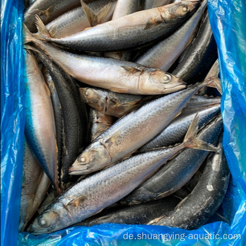 Heißer Verkauf pazifischer Makrelen in 8-10pcs/kg von Customized